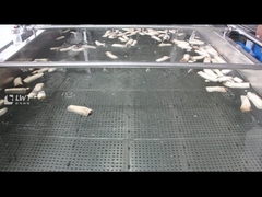 Mesin pembersih gelembung jamur